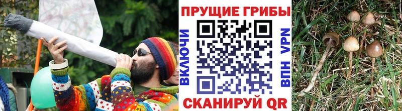 Псилоцибиновые грибы мухоморы  что такое наркотик  блэк спрут маркетплейс  Баксан 